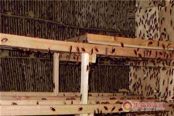 蟑螂养殖加盟